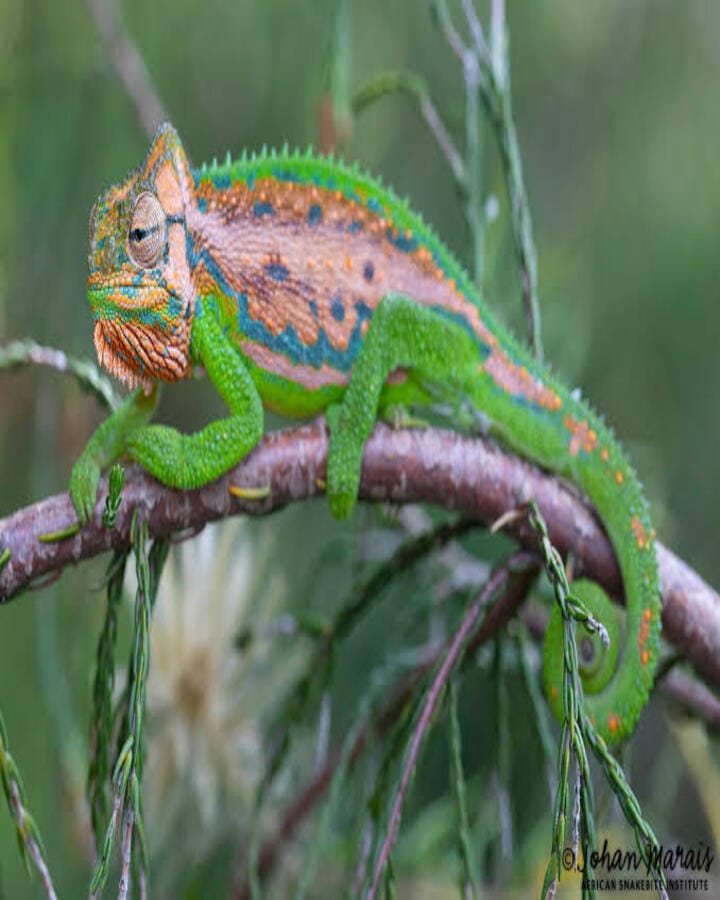 Bradypodion Pumilum or Cape Dwarf Chameleon